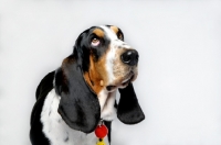 Picture of Basset Hound looking up