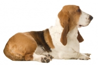 Picture of basset hound lying down on a white background