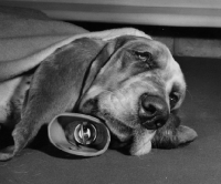 Picture of Basset Hound lying on hot water bottle