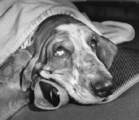 Picture of Basset Hound lying on hot water bottle