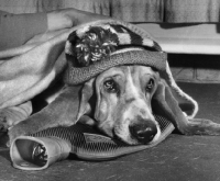 Picture of Basset Hound lying on hot water bottle