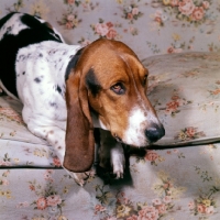 Picture of basset hound lying on sofa