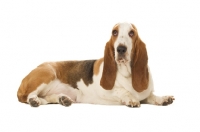 Picture of basset hound on a white background