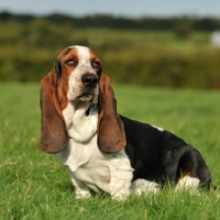 Picture of Basset Hound on grass