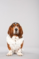 Picture of Basset Hound on grey background