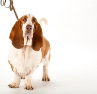Picture of basset hound on lead
