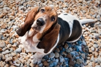 Picture of Basset hound on the beach shot from above looking at the camera