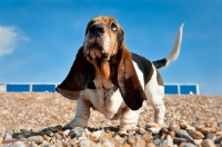 Picture of Basset hound on the beach