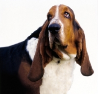 Picture of basset hound on white background
