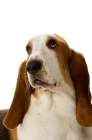 Picture of basset hound portrait on a white background