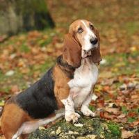 Picture of basset hound posing on a rock. autumn colours