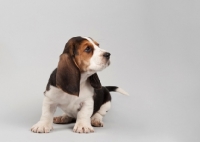 Picture of Basset Hound puppy in studio on gray background.