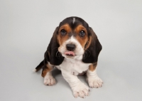 Picture of Basset Hound puppy in studio on gray background with tongue out.