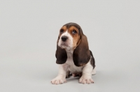 Picture of Basset Hound puppy in studio on gray background.