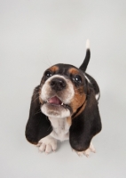 Picture of Basset Hound puppy in studio on gray background, howling at camera.
