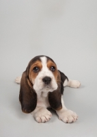 Picture of Basset Hound puppy in studio on gray background.