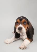 Picture of Basset Hound puppy in studio on gray background.