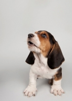 Picture of Basset Hound puppy in studio on gray background.