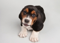 Picture of Basset Hound puppy in studio on gray background.