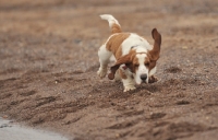 Picture of Basset Hound running on beach