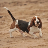 Picture of Basset Hound running on sandy beach