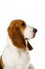 Picture of basset hound side view