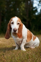 Picture of Basset Hound sitting down on grass