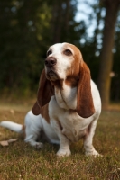 Picture of Basset Hound, sitting down