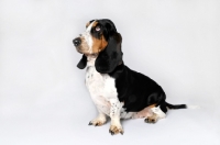 Picture of Basset Hound sitting in studio on white background