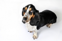 Picture of Basset Hound sitting in studio on white background