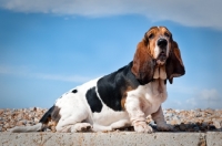 Picture of Basset hound sitting on a wall at the beach