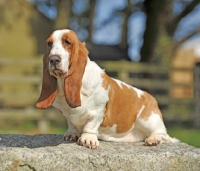 Picture of Basset Hound sitting on rock