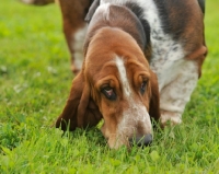 Picture of Basset Hound smelling grass