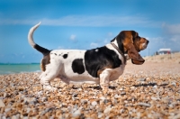 Picture of Basset hound standing on pebble beach