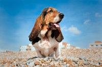 Picture of Basset hound standing on pebble beach