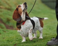 Picture of basset hound stood, paw up, looking up to his master