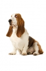 Picture of basset hound thinking