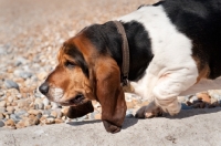 Picture of Basset hound walking along a wall