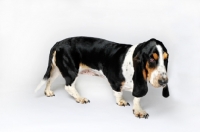 Picture of Basset Hound walking in studio on white background