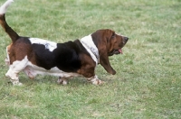 Picture of basset hound walking