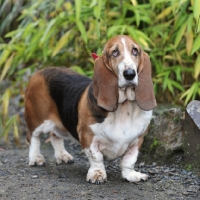 Picture of basset stood on garden path with rockery