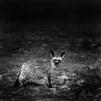 Picture of bat eared fox, amboseli np, africa,