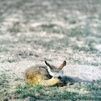 Picture of bat eared fox curled up, amboseli,