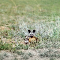 Picture of bat eared fox with her cubs in amboseli pn,