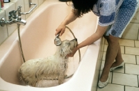 Picture of bathing a west highland white terrier in the bath