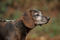 Picture of Bavarian Mountain Hound profile