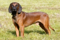 Picture of Bavarian Mountain Hound standing on grass