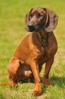 Picture of Bavarian Mountain Hound