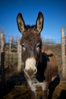 Picture of bay donkey looking at camera