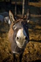 Picture of bay donkey looking up at camera